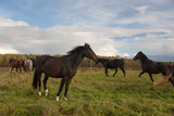 Fototapeta Konie - Horses in Field