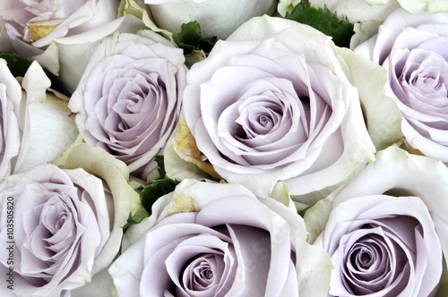 Fototapeta do kuchni Bouquet of purple roses