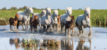 White Camargue Horse With Foals Run In The Swamps Nature Reserve. Parc Regional De Camargue. France. Provence. 