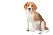Isolated Beagle Dog Portrait