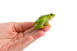 © Manuel Findeis - European green tree frog sitting on hand