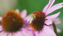 Bumblebee On A Echinacea Flower