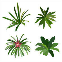 Collection Of Green Plants, Bromeliad,  Vector Illustration