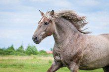 Portrait Of Beautiful Running Lithuanian Heavy Horse