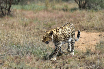 Wall Mural - africa. namibia. leopard
