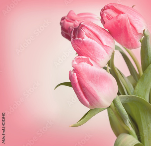 Nowoczesny obraz na płótnie Flowers tulips