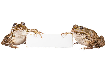 Wall Mural - Two frogs