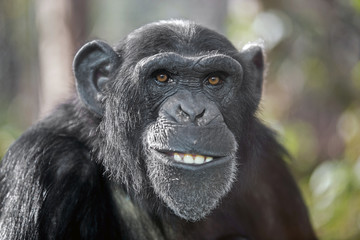 male chimpanzee