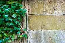 Garden Wall With Vine And Copy Space