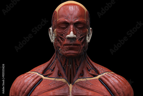 Human Anatomy Muscle Anatomy Of The Face Neck And Chest Stock Illustration Adobe Stock