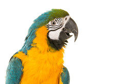 Portrait Of A Yellow And Blue Ara Parrot On A White Background