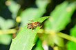 Biene am grünen Blatt