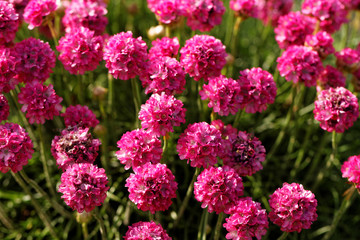 Wall Mural - Pink flowers