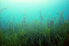 Underwater Scenery, Algae, Clean Clear Water, Mountain River Cleanliness