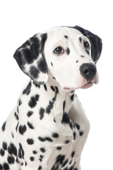 Wall Mural - Portrait of a cute dalmatian dog looking up on a white background