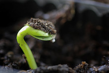 Small Sprout From Seeds