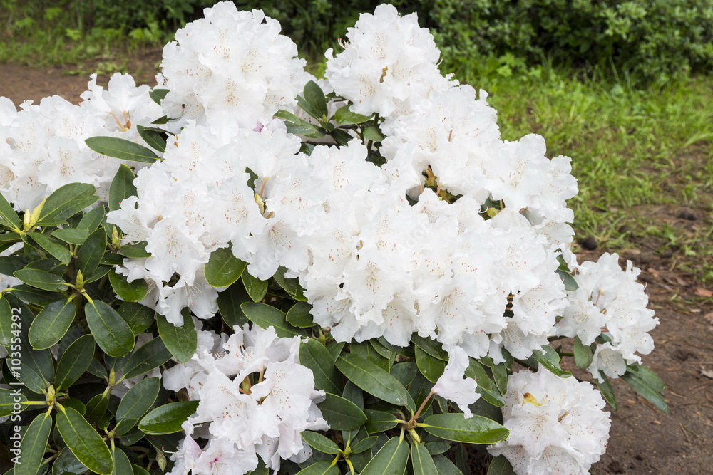 Wall Murals Flowers white rhododendron in the Minsk a botanical ...