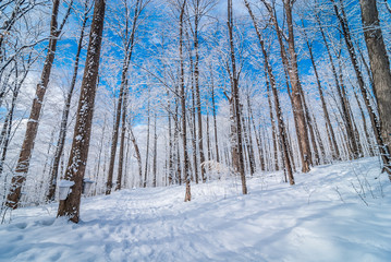 Wall Mural - Maple syrup collection buckets along trails for a sugar shack in the Maple wooded winter forest.
