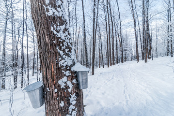 Wall Mural - Maple syrup collection buckets along trails for a sugar shack in the Maple wooded winter forest.