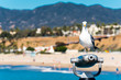 seagull sitting on binoculars at the seaside