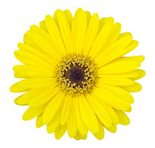 Yellow Gerbera Flower Isolated On White With Clipping Path