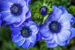 Blue Anemones close up