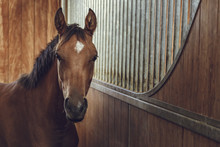 Front View Portrait Of An Attentive Curious Chestnut Young Stallion In A Stable.