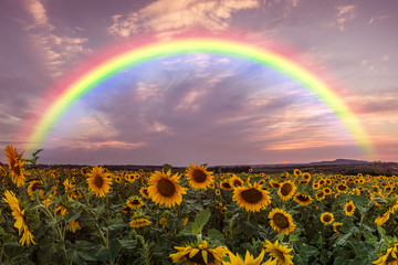 Wall Mural - Landscape with Sunflower and Rainbow