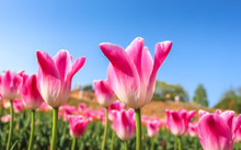 Pink Tulips With The Blue Sky