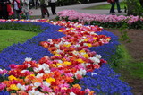Fototapeta Tulipany - Tulipany w parku