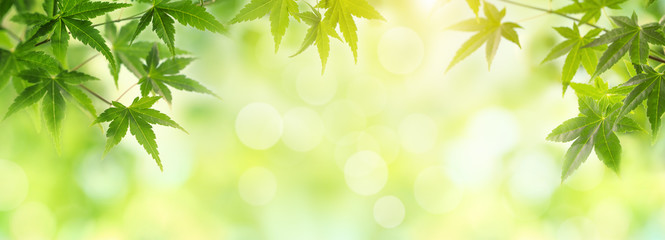 green maple leaves