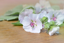Althaea Officinalis Marshmallow. Marshmallow Flower On Wooden Table. Traditional Medicine
