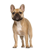 Fototapeta Zwierzęta - French Bulldog looking at the camera, isolated on white