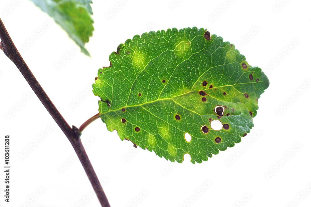 Bacterial disease on a leaf - obrazy, fototapety, plakaty 