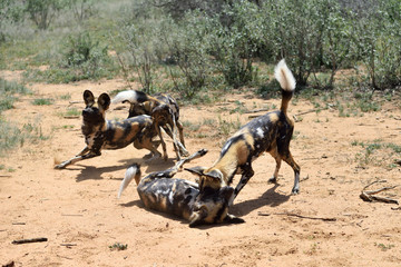Wall Mural - group of the african wild dogs playing in bush, namibia