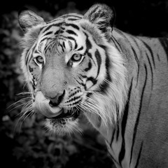 Fotomurali - Black and White Tiger looking his prey and ready to catch it.