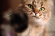 The cat pokes her hand into the camera lens