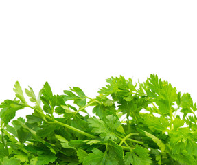 Wall Mural - Parsley isolated on white