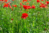 Fototapeta Maki - Field of bright red corn poppy flowers in summer