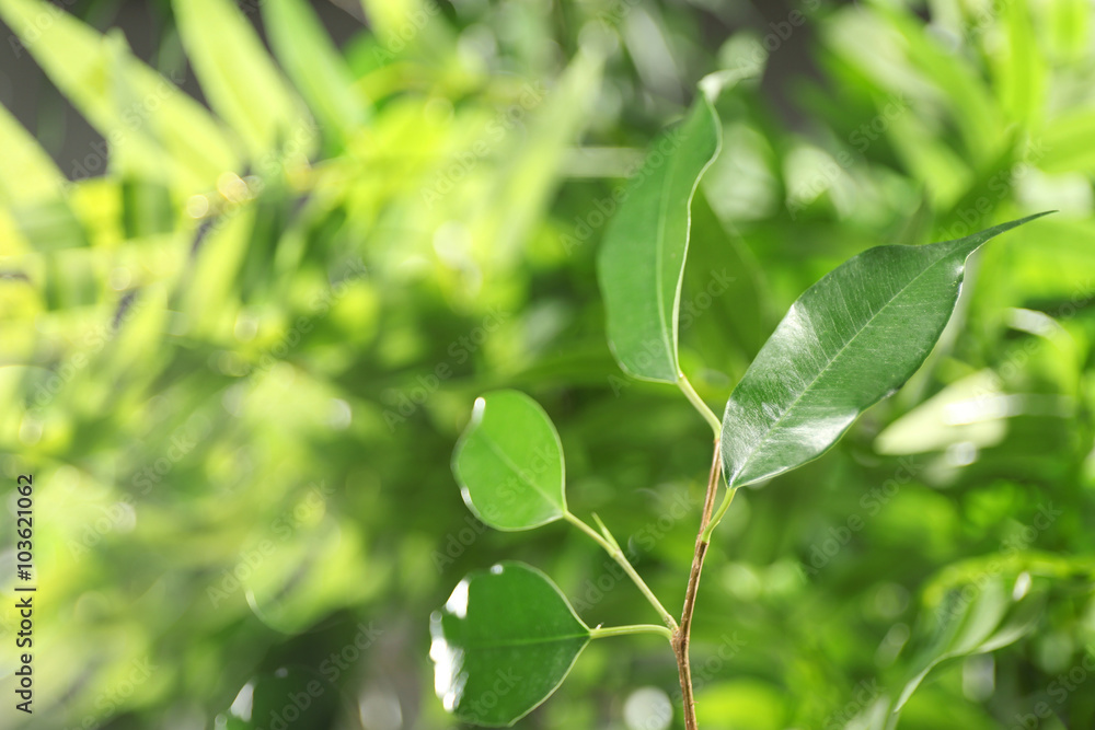 Green leaves of ficus on unfocused background