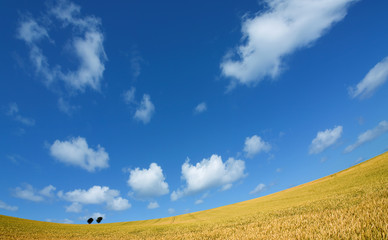 Wall Mural - Golden wheat field with blue sky in background