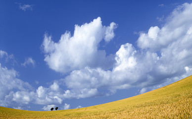 Wall Mural - Golden wheat field with blue sky in background