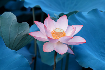 blooming lotus flower