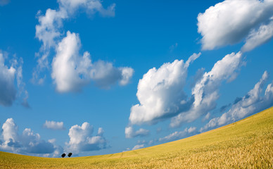 Wall Mural - Golden wheat field with blue sky in background