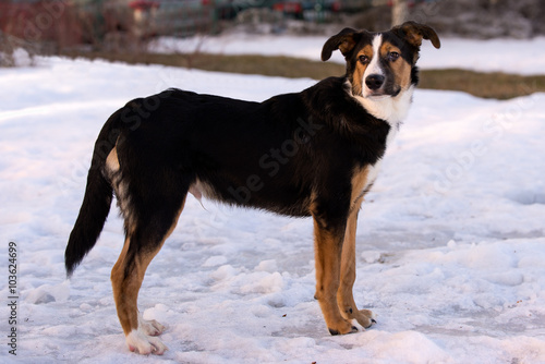 Foto Mischlingshund auf einem Spaziergang an einem Winternachmittag