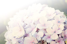 Floral Background Soft Purple Hydrangea Flowers (vintage Soft Color Style)