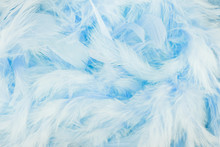Beautiful Blue Feathers Background
