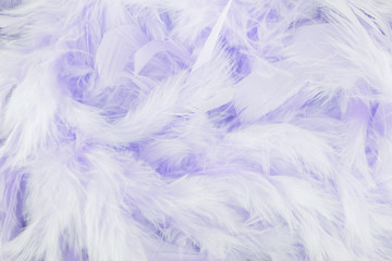  Purple feathers background
