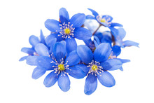 Spring Blue Flower Isolated