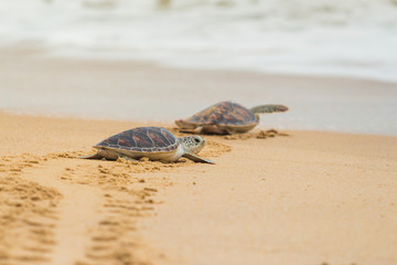 Hawksbill sea turtle on the beach, Thailand.